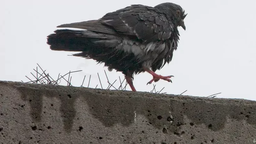 Bird Spikes and Pigeon Spikes in Chennai