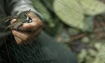 Safety Nets in Chennai