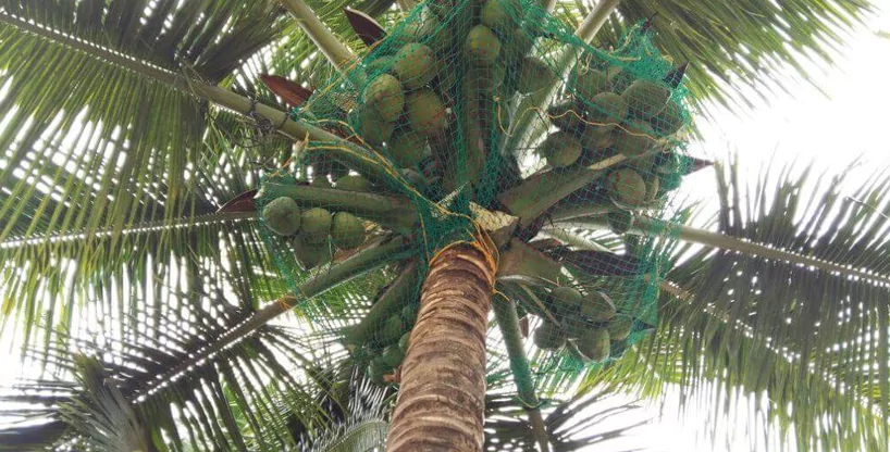 Coconut Tree Safety Nets in Chennai