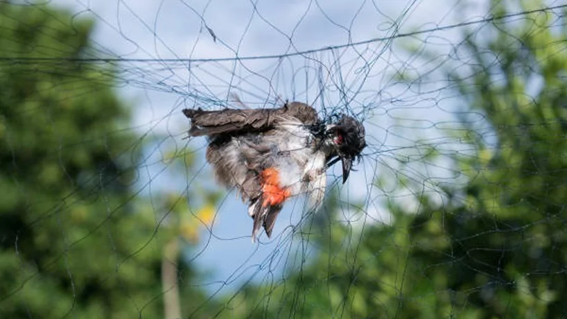 Anti Bird Nets in Chennai